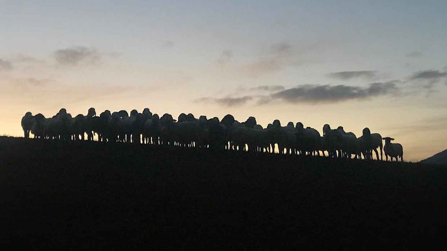 Podere dei Bianchi Galli