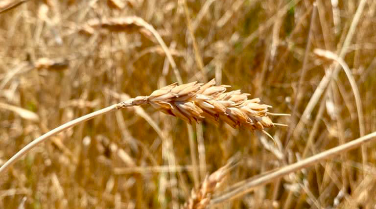 Grano Verna: Scopri di un Grano Antico