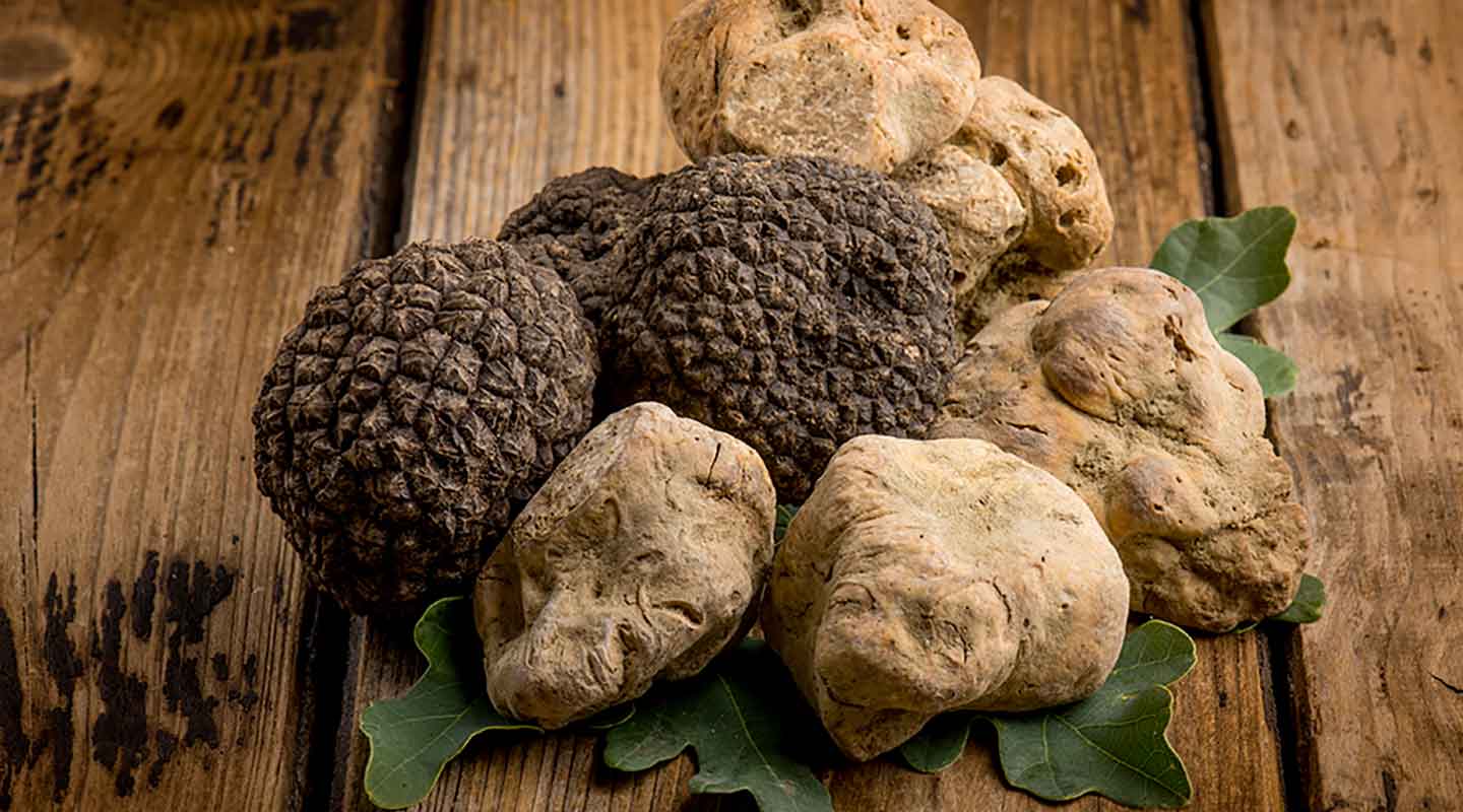 Tartufo Molisano: il Tartufo Bianco e le Altre Varietà